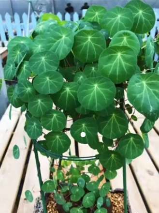 山烏龜種植方法