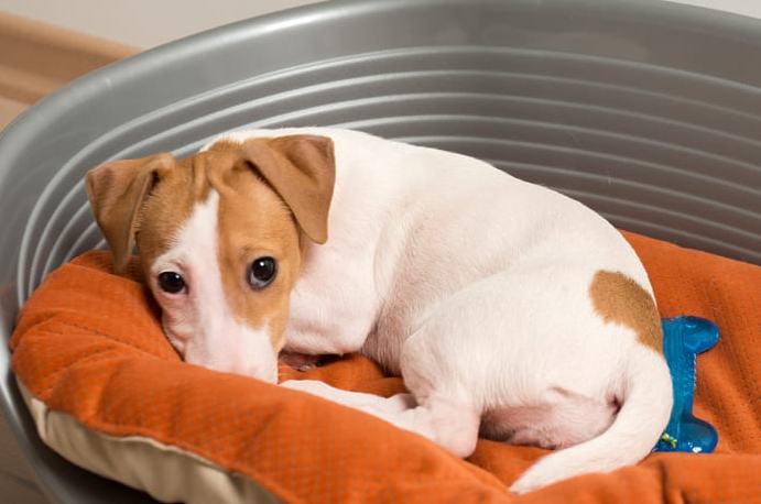 狗狗肺積水預後