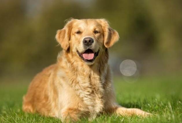 金毛犬常见问题