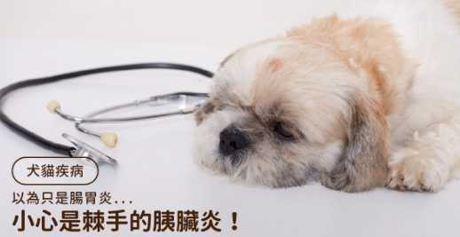 狗狗胰腺炎症狀