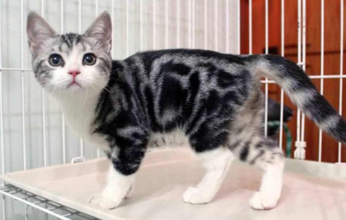 美國短毛貓虎斑