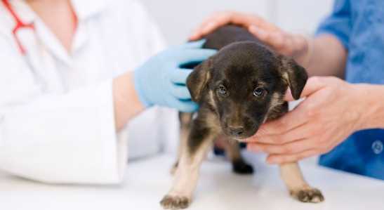 流浪狗領養流程