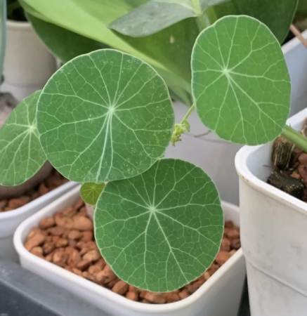 山烏龜種植方法