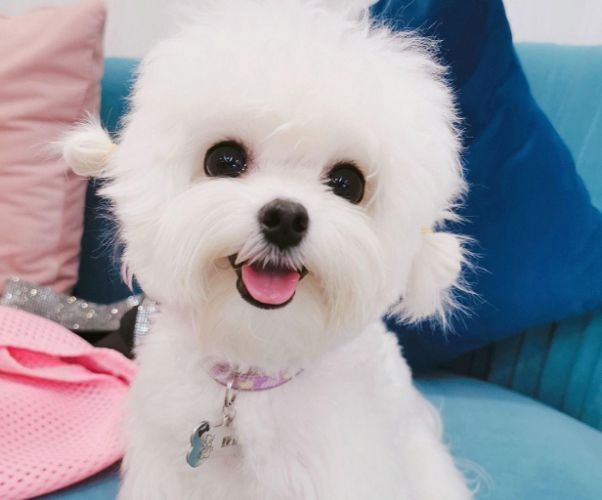 馬爾濟斯犬照顧