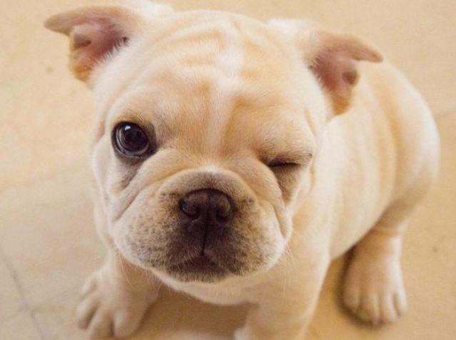 法国斗牛犬饲养