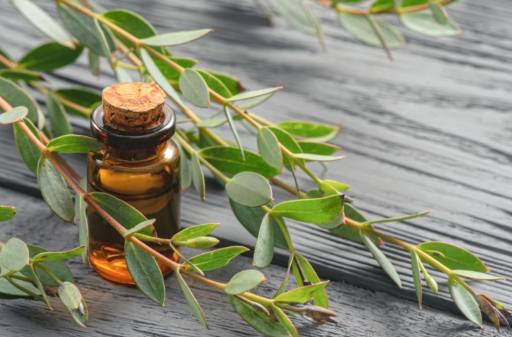 尤加利香薰好处