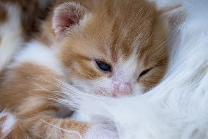 貓 離胺酸 功效