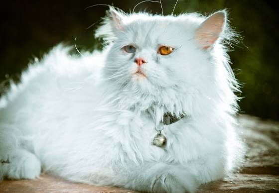 波斯貓飼養缺點