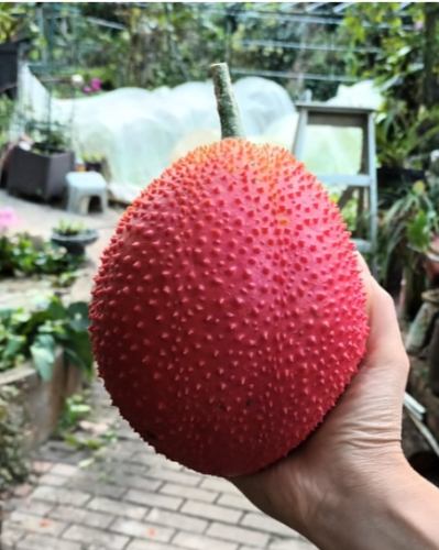 木鱉果參錠推薦