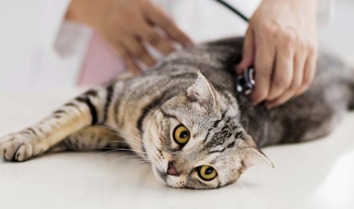 公貓結紮體重標準