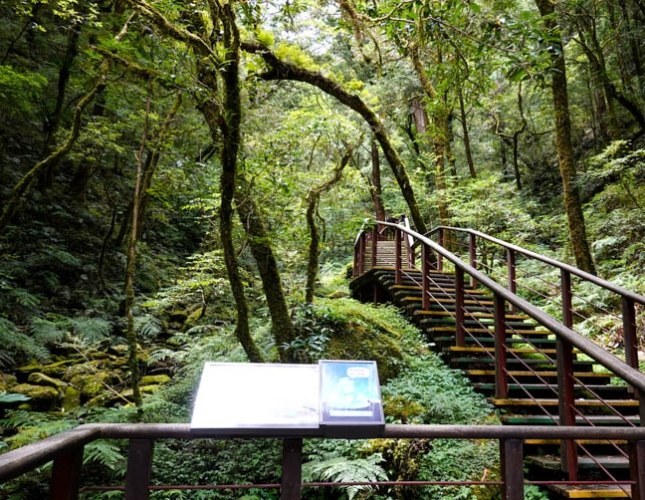 拉拉山神木群遊覽時間