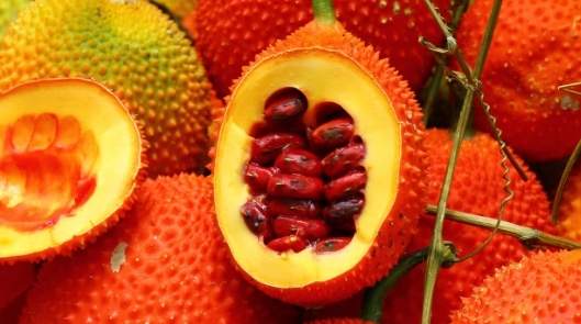 木鱉果參錠功效