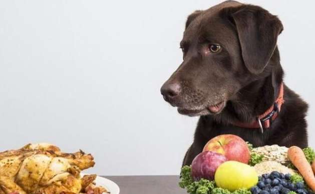 芋頭對狗的好處