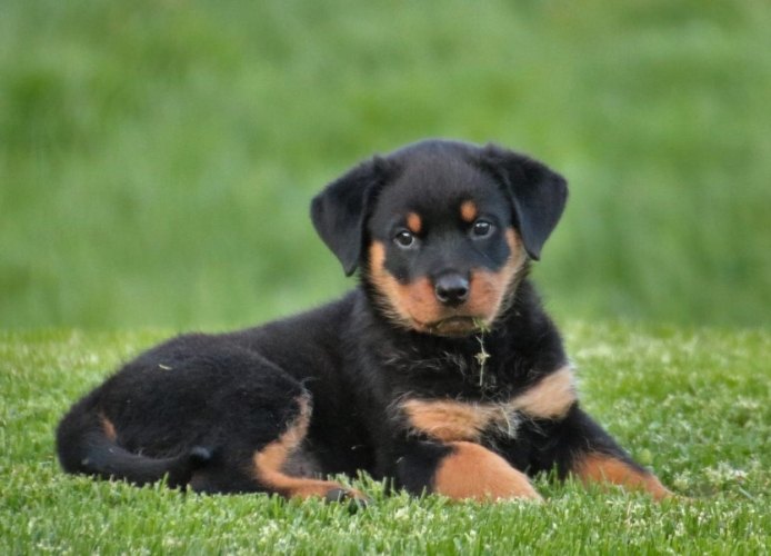 羅威納斷尾利弊