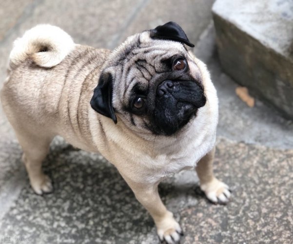 領養巴哥犬注意事項