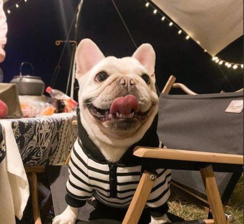 法國鬥牛犬飼養