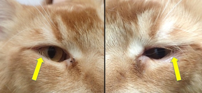 貓角膜受傷治療