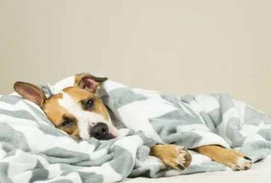 狗狗發燒處理