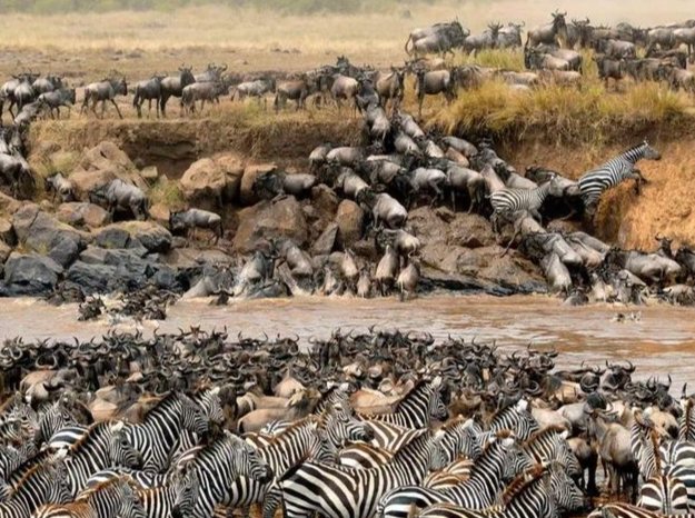 動物遷徙觀察指南