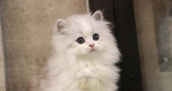 波斯貓飼養方法