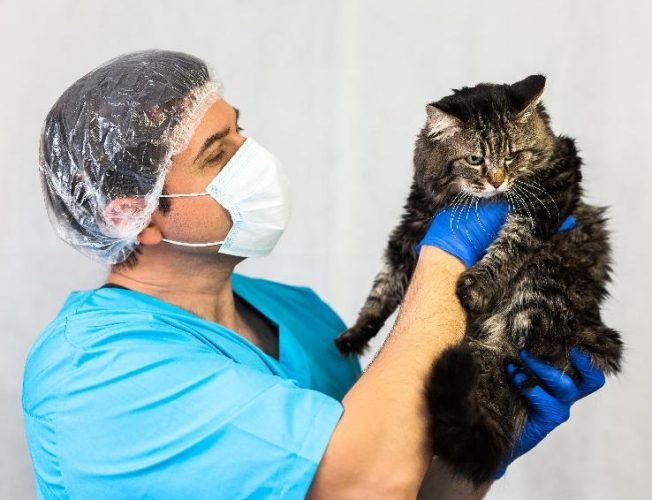 母貓絕育免拆線