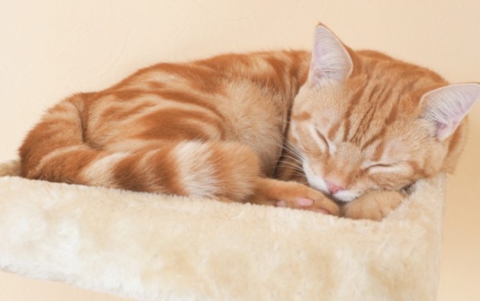 貓咪睡覺流口水原因