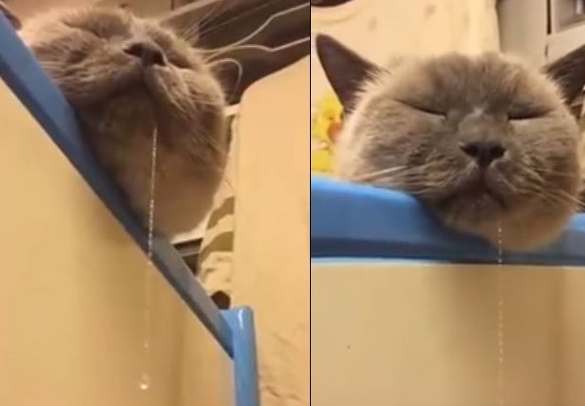 貓咪睡覺流口水原因