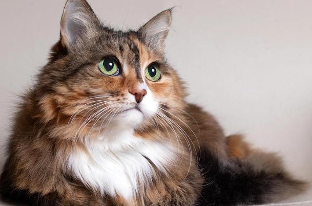 台灣寵物埋葬法規