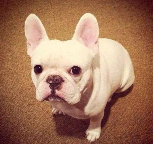 法国斗牛犬饲养