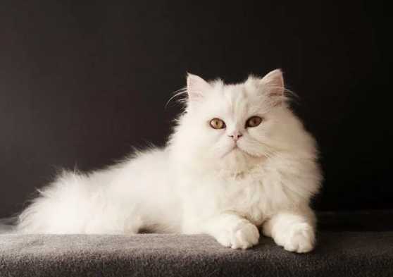 波斯貓飼養方法