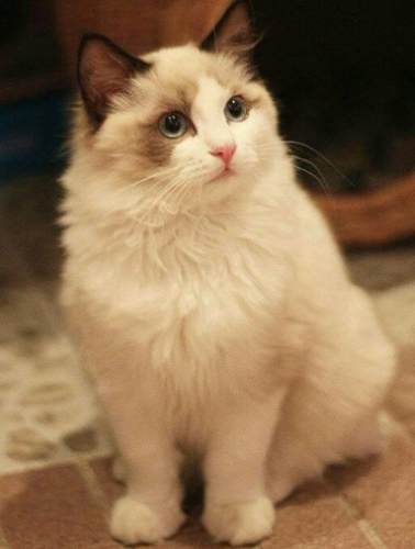 布偶貓價格因素