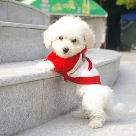 比熊犬飼養困難