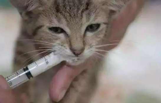 貓瘟危險期照顧