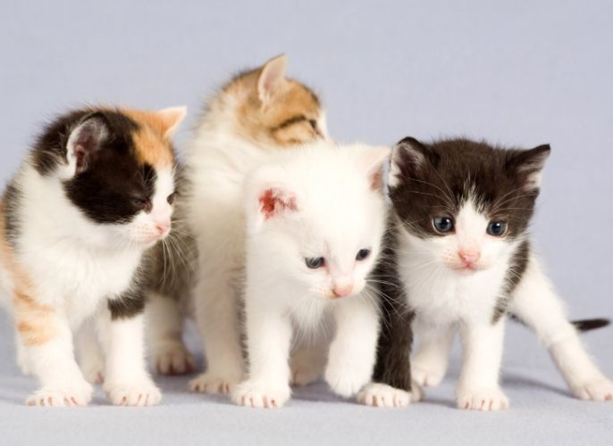 貓吐了精神很好