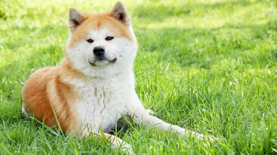 秋田犬柴犬比較