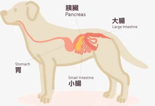 狗胰臟炎治療多久