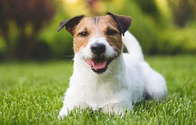 傑克羅素犬平均壽命