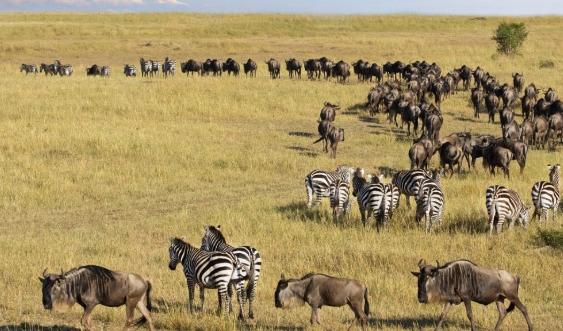 非洲動物遷徙旅行