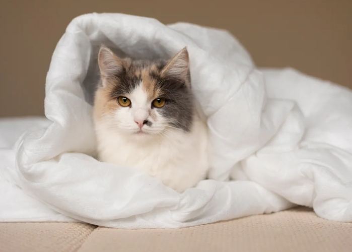 貓皰疹疫苗副作用