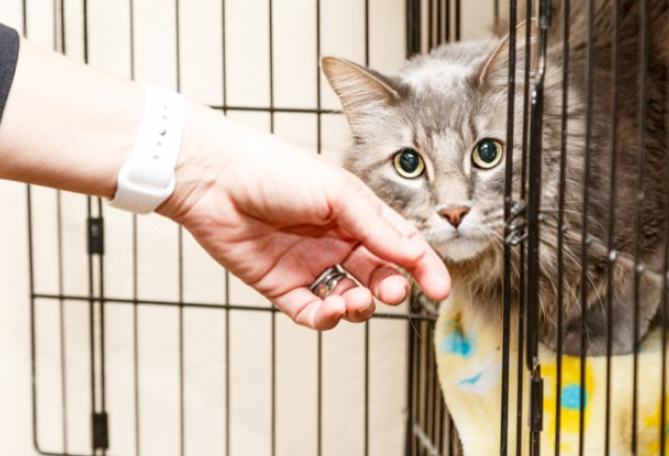 貓咪領養要錢嗎