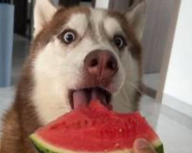 狗狗可以吃西瓜籽吗