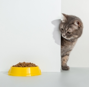 幼貓貓糧怎麼選