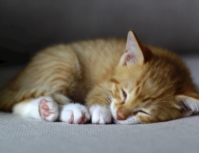 貓咪睡覺行為
