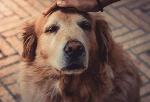 狗狗棄養替代方案