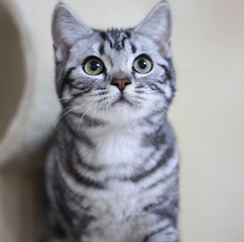 美國短毛貓虎斑