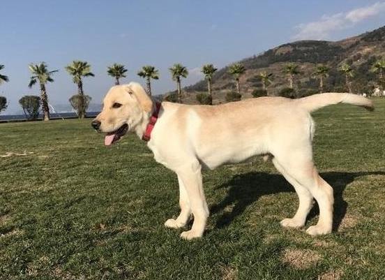 拉布拉多饲养注意事项