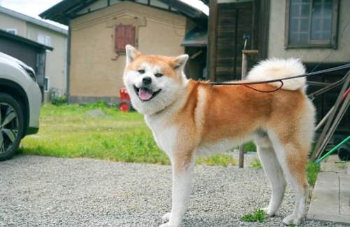 秋田犬性格特點