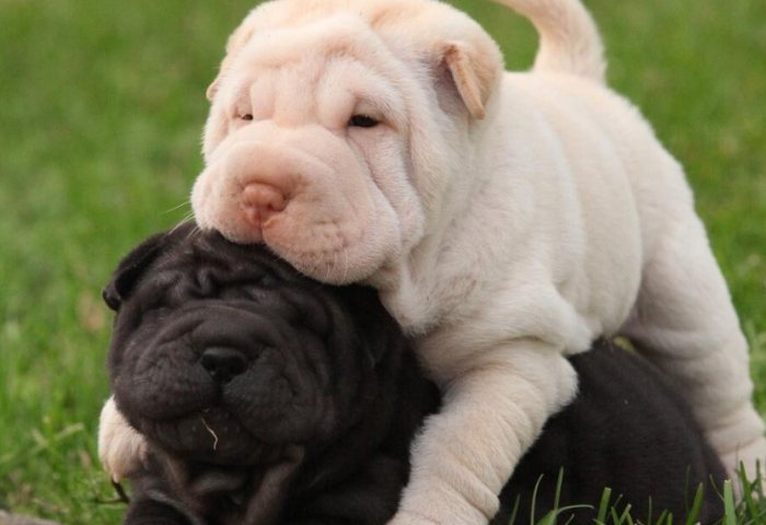 沙皮狗健康問題