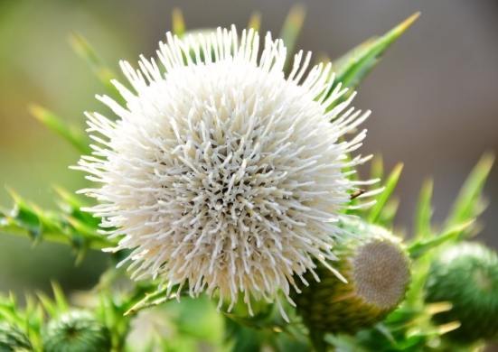 雞角刺化學組成