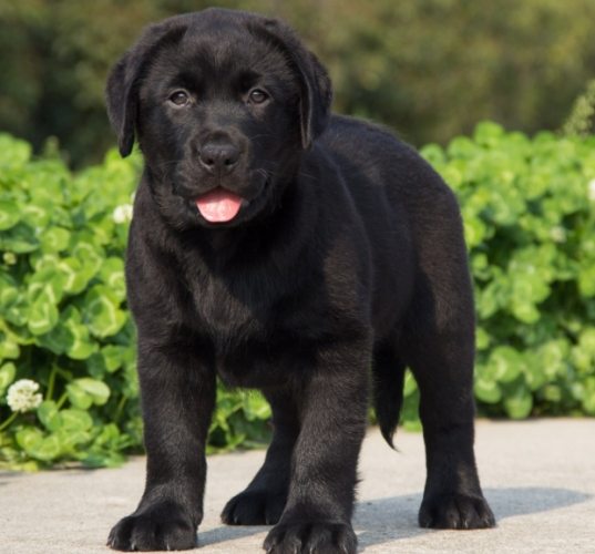 拉布拉多幼犬飼養
